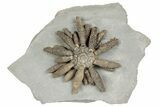 Jurassic Fossil Urchin (Reboulicidaris) - Amellago, Morocco #194855-1
